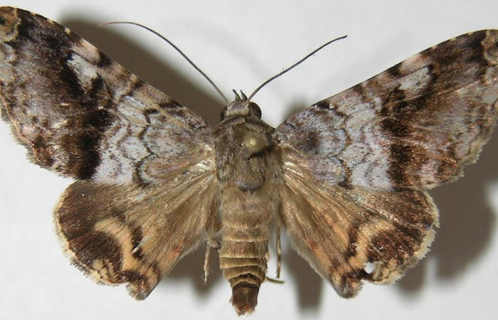 Fig.3 Vista dorsal de adulto <i>Coenipeta umbrata</i> (Erebidae), eclosionó 15 de Diciembre 2007, Sector Pitilla, Berlin 305mts. (07-SRNP-33721-DHJ388474.jpg).