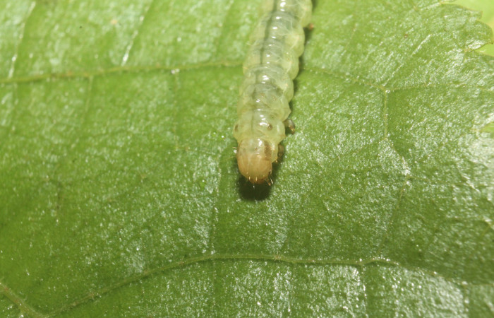 Fig. 10 Larva <i>Microthyris alvinalis</i>, mostrando la parte cabeza en <i>Combretum fruticosum</i>, (Combretacae). Voucher: 14-SRNP-76428-DHJ716168.jpg.