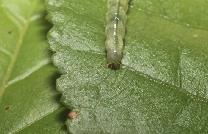 Fig. 11 Larva <i>Microthyris alvinalis</i>, mostrando la parte trasera en <i>Combretum fruticosum</i>, (Combretacae). Voucher: 14-SRNP-76428-DHJ716167.jpg.