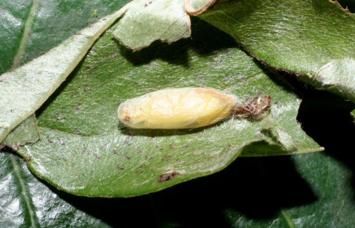 Fig. 13 Capullo del parásito <i>Alabagrus Sharkey</i>03, de la familia Braconidae Voucher: 09-SRNP-57127-DHJ461600.jpg.
