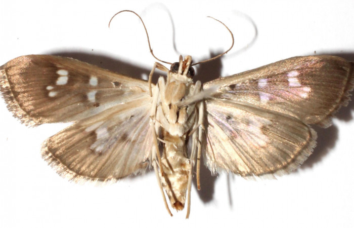 Fig. 2 Adulto <i>Microthyris alvinalis</i>, mostrando la parte dorsal.Voucher: 12-SRNP-56223-DHJ910195.