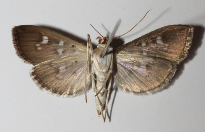 Fig. 4 Adulto <i>Microthyris alvinalis</i>, mostrando la parte dorsal. Voucher: 14-SRNP-76430-DHJ902097.