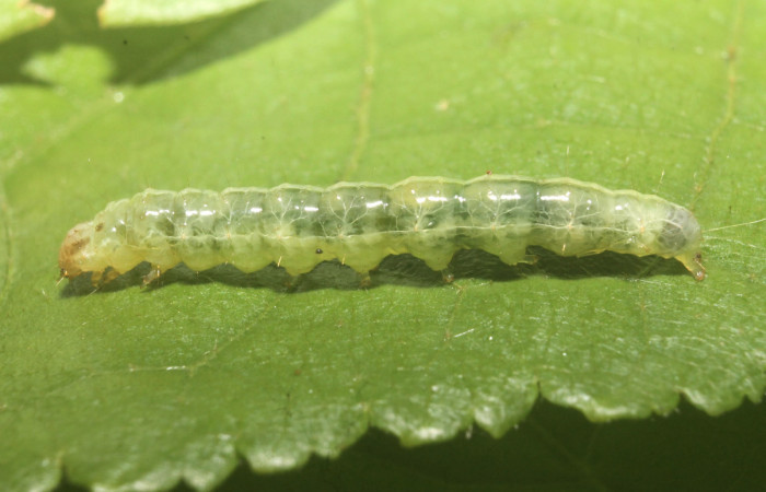 Fig. 8 Larva <i>Microthyris alvinalis</i>, mostrando la parte dorsal en <i>Combretum fruticosum</i>,(Combretacae). Voucher: 14-SRNP-76428-DHJ716169.jpg.