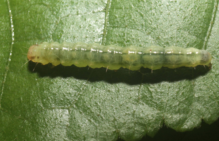 Fig. 9 Larva <i>Microthyris alvinalis</i>, mostrando la parte lateral entero en <i>Combretum fruticosum</i>, (Combretacae). Voucher: 14-SRNP-76428-DHJ716170.jpg.