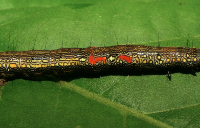 Figura 3. Larva <i>Phaeoblemma apicata</i> (Erebidae), vista lateral mostrando las manchas, último estadío, 42 mm. Foto: 21/agosto/2005. Voucher: 05-SRNP-42272-DHJ407605.jpg.