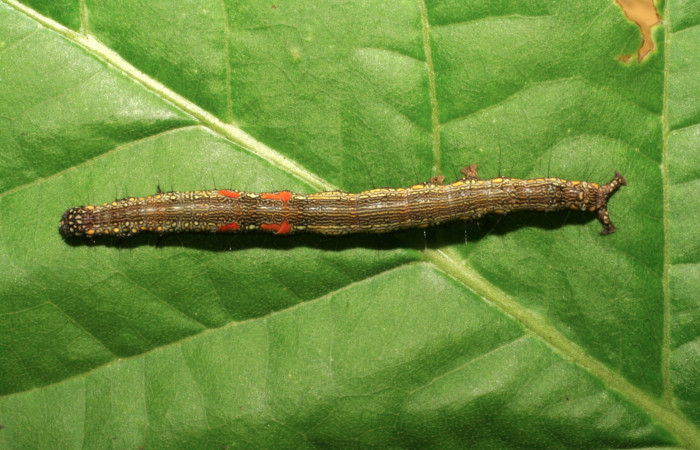 Figura 15. Larva <i>Phaeoblemma apicata</i> (Erebidae), vista dorsal, último estadío, 42 mm. Foto: 21/Agosto/2005. Voucher: 05-SRNP-42272-DHJ407615.jpg.