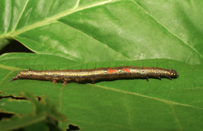 Figura 14. Larva <i>Phaeoblemma apicata</i> (Erebidae), vista lateral, último estadío, 42 mm. Foto: 21/Agosto/2005. Voucher: 05-SRNP-42272-DHJ407616.jpg.