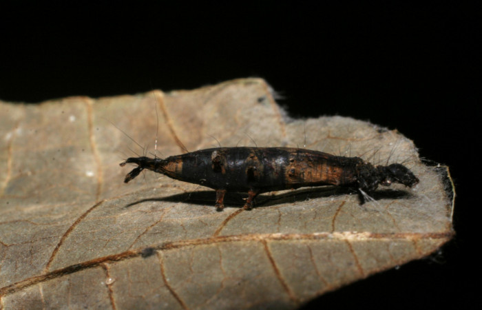 Figura 7. Restos de larva <i>Phaeoblemma apicata</i> (Erebidae) y capullo de parásito Braconidae, subfamilia Rogadinae, <i>Aleiodes</i> see descripción. Foto: 03 Noviembre 2007.  Voucher: 07-SRNP-33593-DHJ430804.jpg.