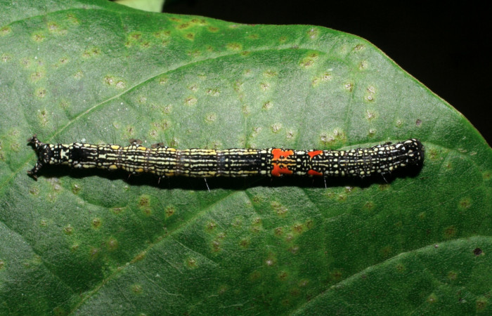 Figura 9. Larva <i>Phaeoblemma apicata</i> (Erebidae), vista dorsal, último estadío, 43 mm. Foto: 01/Enero/2009. Voucher: 09-SRNP-40042-DHJ451392.jpg.
