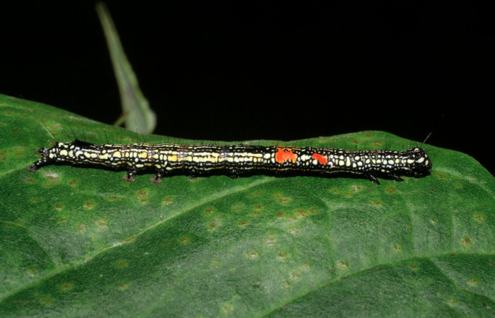 Figura 10. Larva <i>Phaeoblemma apicata</i> (Erebidae), vista lateral, último estadío, 43 mm. Foto: 01/Enero/2009. Voucher: 09-SRNP-40042-DHJ451393.jpg.