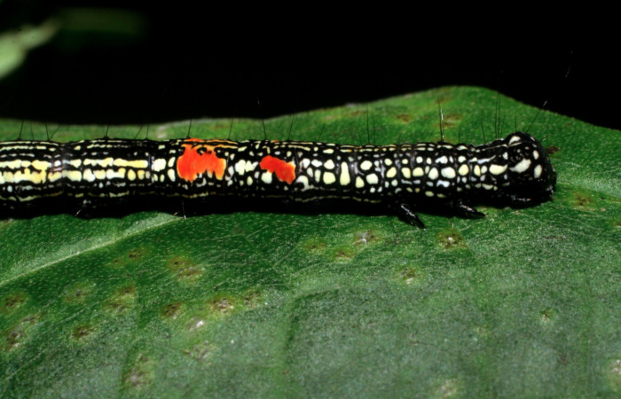 Figura 11. Larva <i>Phaeoblemma apicata</i> (Erebidae), vista lateral torax, último estadío, 43 mm. Foto: 01/Enero/2009. Voucher: 09-SRNP-40042-DHJ451394.jpg.