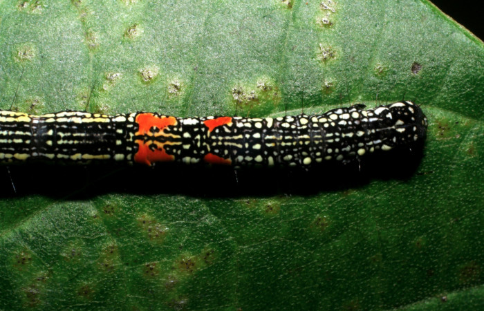 Figura 12. Larva <i>Phaeoblemma apicata</i> (Erebidae), vista dorsal torax, último estadío, 43 mm. Foto: 01/Enero/2009. Voucher: 09-SRNP-40042-DHJ451395.jpg.