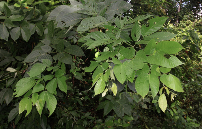 Figura 20. Planta hospedera <i>Senna papillosa</i> (Fabaceae), de <i>Phaeoblemma apicata</i> (Erebidae), creciendo orilla del camino. Foto: Freddy Quesada, 21 Octubre 2019.
