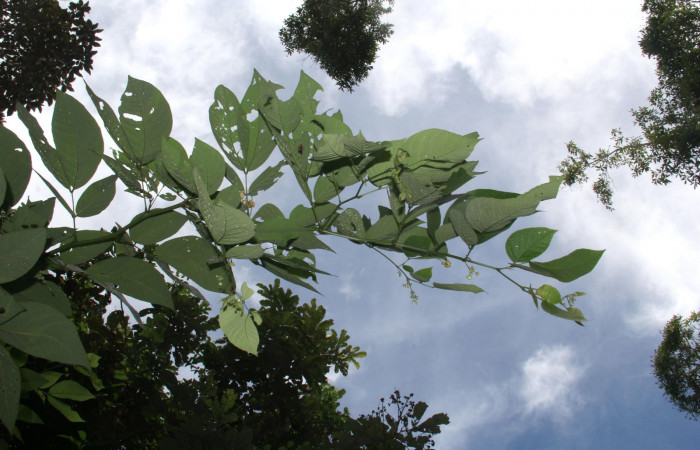 Figura 21. Planta hospedera <i>Senna papillosa</i> (Fabaceae), de <i>Phaeoblemma apicata</i> (Erebidae), creciendo orilla del camino. Foto: Freddy Quesada, 21 Octubre 2019.
