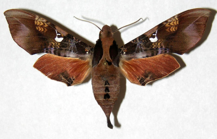 Fig. 01. Hembra de <i>Callionima inuus</i> (Sphingidae). Vista dorsal, 66mm de envergadura. Voucher: 05-SRNP-46105-DHJ319160.jpg.