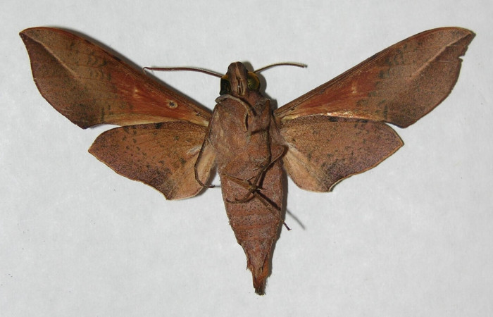 Fig. 04. Macho de <i>Callionima inuus</i> (Sphingidae). Vista ventral, 67mm de envergadura. Voucher: 06-SRNP-5878-DHJ347231.jpg.