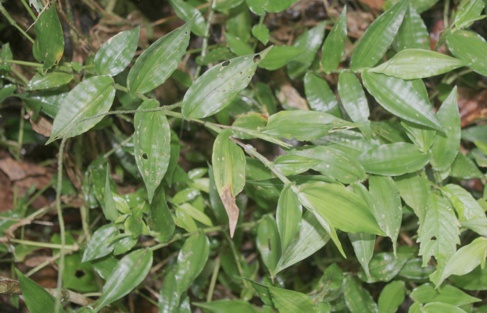 Figura 12. Planta hospedera de <i>Amiga arnaca</i> (Nymphalidae), esta planta se llama <i>Ichnanthus pallens</i> (Poaceae), localidad Sendero Manguera Estación Quica Sector Pitilla ACG (470m), foto: Ricardo Calero 27 Junio 2018.