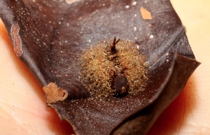 Figura 14. Capullos de <i>Euplectrus</i> Janzen01 (Eulophidae) que ataca <i>Argyrosticta aurifundens</i> (Noctuidae), vista dorsal, localidad Sendero Arenales, Sector Cacao ACG (1080m). Voucher: 09-SRNP-36211-DHJ470138.jpg.