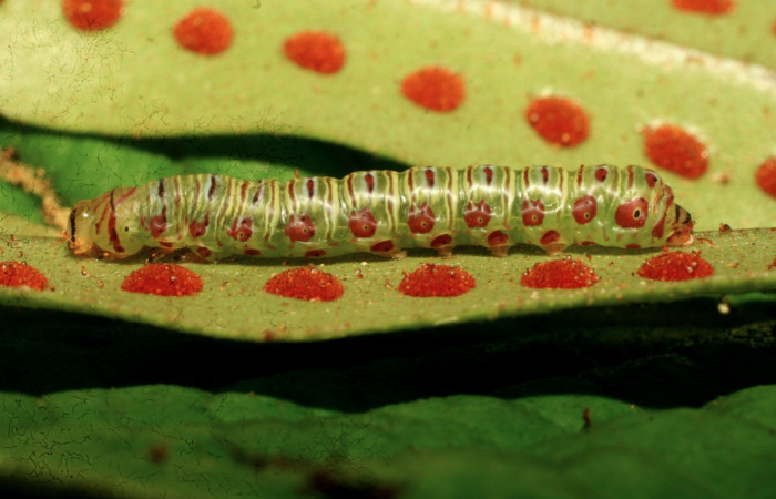 Figura 3. Larva <i>Argyrosticta aurifundens</i> (Noctuidae), penúltimo estadío (PU) vista lateral, localidad Estación Quica, Sector Pitilla ACG (470m). Voucher: 10-SRNP-70002-DHJ467545.jpg.