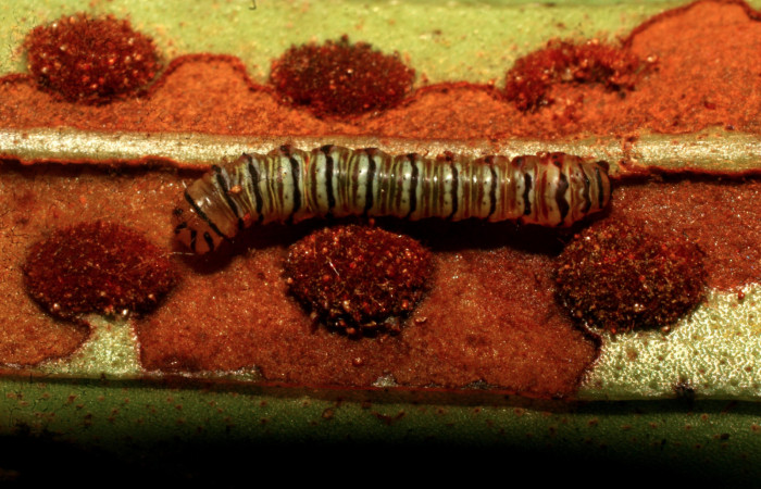Figura 2. Larva <i>Argyrosticta aurifundens</i> (Noctuidae), tercer estadío (PPU) vista dorsal, localidad Quebradona Estación Quica, Sector Pitilla ACG (475m). Voucher: 10-SRNP-70194-DHJ467616.jpg.