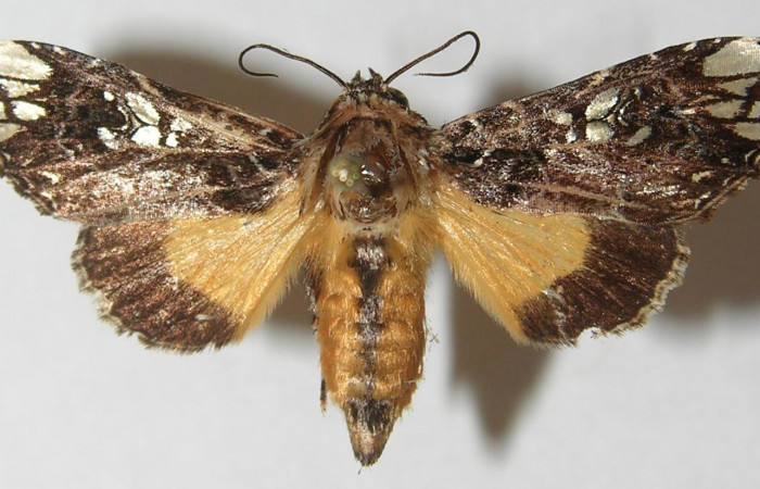 Figura 1. Adulto de <i>Argyrosticta aurifundens</i> (Noctuidae), vista dorsal, localidad Quebradona Estación Quica, Sector Pitilla ACG (475m). Voucher: 10-SRNP-71391-DHJ539654.jpg.