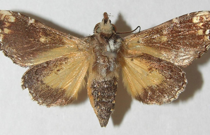 Figura 8. Adulto de <i>Argyrosticta aurifundens</i> (Noctuidae), vista ventral, localidad Estación Quica, Sector Pitilla ACG (470m). Voucher: 10-SRNP-71426-DHJ539653.jpg.