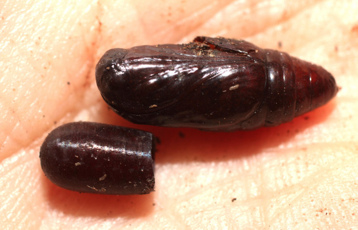 Figura 11. Restos de pupario <i>Houghia aurifera</i> (Tachinidae) que ataca <i>Argyrosticta aurifundens</i> (Noctuidae), vista dorsal, localidad Estación Quica, Sector Pitilla ACG (470m). Voucher: 10-SRNP-73037-DHJ498418.jpg.