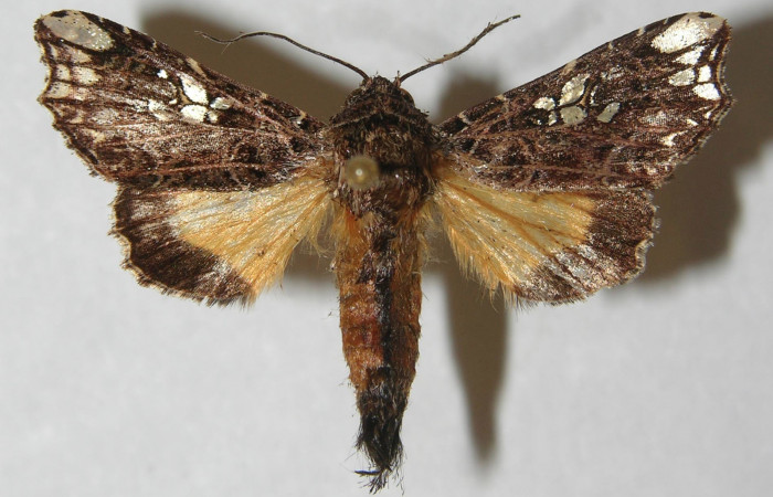 Figura 9. Adulto de <i>Argyrosticta aurifundens</i> (Noctuidae), vista dorsal, localidad Estación Quica, Sector Pitilla ACG (470m). Voucher: 11-SRNP-71371-DHJ554102.jpg.