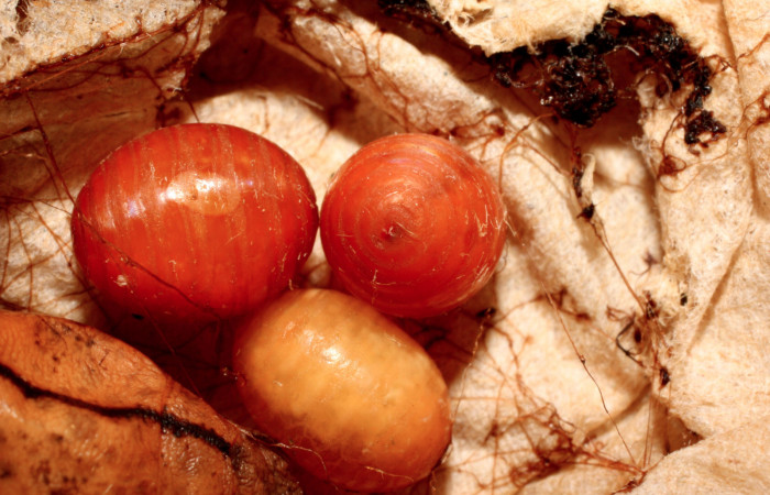 Figura 15. Puparios tachJanzen01 Janzen01 (Tachinidae) que ataca <i>Argyrosticta aurifundens</i> (Noctuidae), vista dorsal, localidad Estación Cacao, Sector Cacao ACG (1150m). Voucher: 13-SRNP-36136-DHJ490428.jpg.