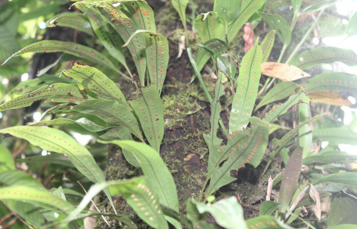 Figura 16. Planta hospedera de <i>Argyrosticta aurifundens</i> (Noctuidae), planta llamada <i>Microgramma percussa</i> (Polypodiaceae), localidad Estación Quica, Sector Pitilla ACG (470m), foto: Ricardo Calero 24 Agosto 2019.