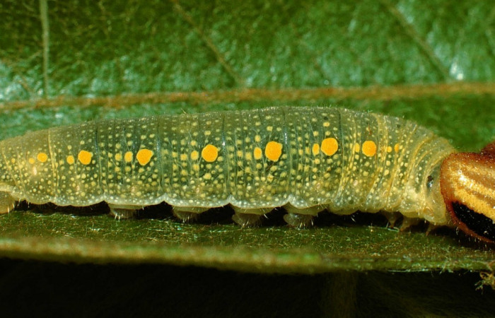 Fig.1. Vista lateral de <i>Mylon salvia</i> (Hesperiidae). Voucher: 02-SRNP-14815-DHJ66941.jpg.     