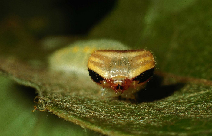 Fig.4. Vista de la cabeza <i>Mylon salvia</i> (Hesperiidae). Voucher: 02-SRNP-14815-DHJ66955.jpg.