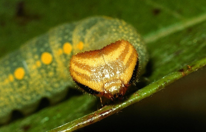 Fig.5. Vista de la cabeza <i>Mylon salvia</i> (Hesperiidae). Voucher: 03-SRNP-3274-DHJ72267.jpg.