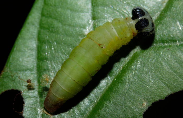 Fig.16. Vista completa de la larva de <i>Mylon maimon</i> (Hesperiidae), en su proceso de larva a pupa. Voucher: 16-SRNP-26889- DHJ730696.JPG.