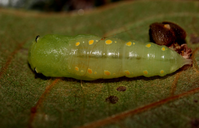 Fig. 7. Vista dorsal de la pupa de <i>Mylon salvia</i> (Hesperiidae). Voucher:19-SRNP-27773-DHJ761749.jpg.