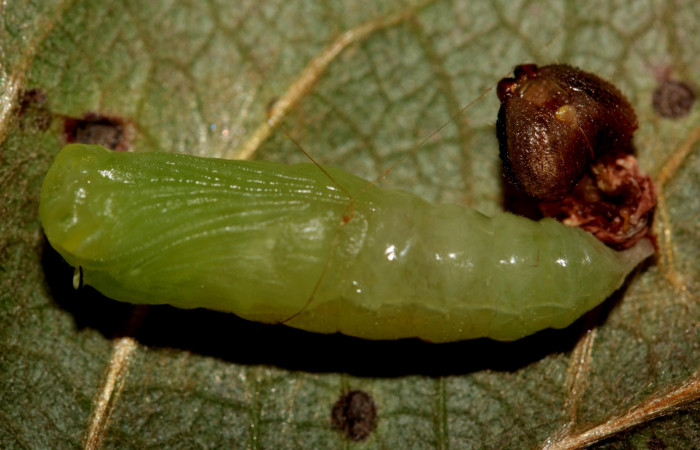 Fig. 9. Vista ventral de la pupa de <i>Mylon salvia</i> (Hesperiidae). Voucher:19-SRNP-27773-DHJ761753.jpg.