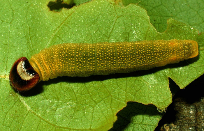 Fig.15. Vista completa de la larva de <i>Mylon pelopidas</i> (Hesperiidae), en su planta hospedera, <i>Combretum farinosum</i> (Combretaceae). Voucher:93-SRNP-3871-DHJ26517.jpg.   