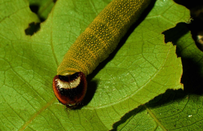 Fig.12. Vista completa de la larva de <i>Mylon pelopidas</i> (Hesperiidae). Voucher: 93-SRNP-3871-DHJ26519.jpg.     