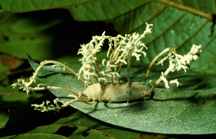 Fig.20. Vista de parásito en <i>Mylon maimon</i> (Hesperiidae), Clavicipitaceae. Voucher: 95-SRNP-9697-DHJ25931.jpg.