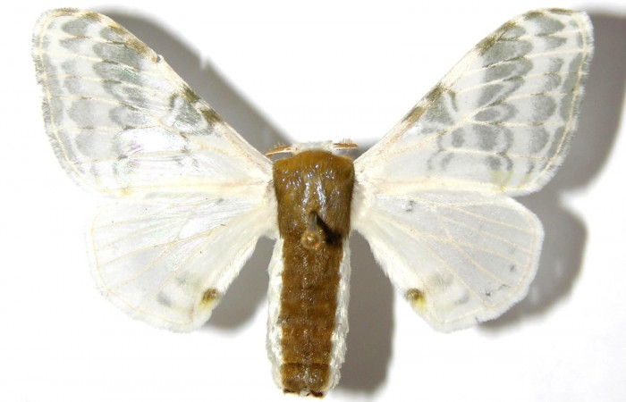Fig. 15. Hembra de <i>Colla rhodope</i> (Bombycidae), vista dorsal. Voucher: 00-SRNP-15316-DHJ329612.