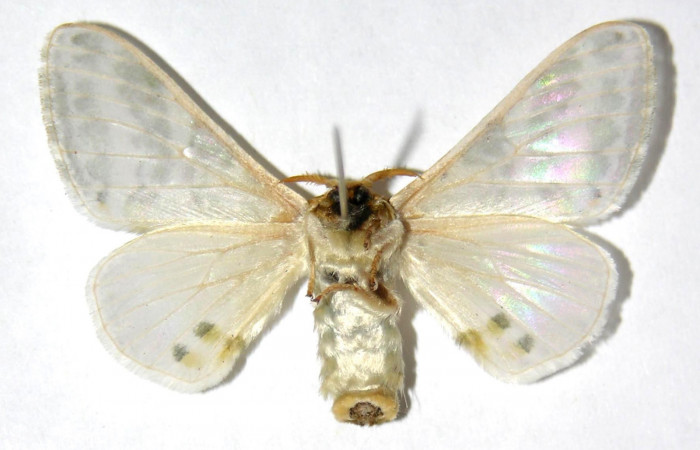 Fig. 14. Macho de <i>Colla rhodope</i> (Bombycidae), vista ventral. Voucher: 00-SRNP-3183-DHJ329615.