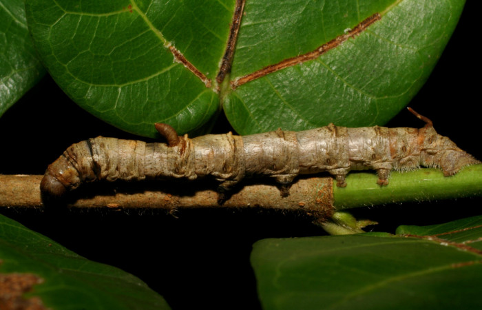 Fig. 1. Larva de <i>Colla rhodope</i> (Bombycidae), comiendo <i>Ficus crassinervia</i> (Moraceae). Voucher: 07-SRNP-13860-DHJ421192.