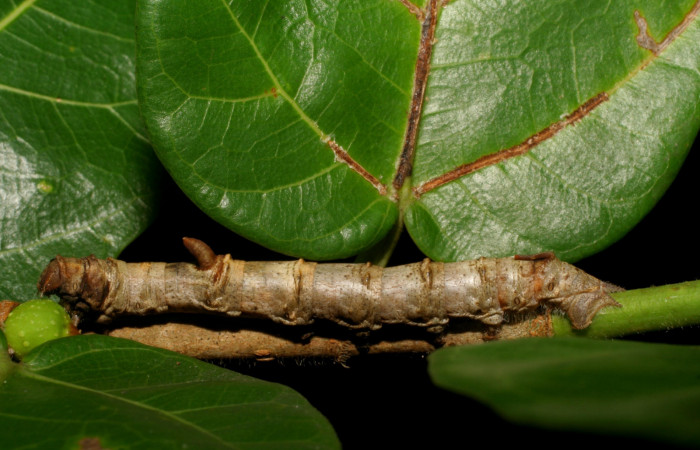 Fig. 9. Larva de <i>Colla rhodope</i> (Bombycidae), comiendo <i>Ficus crassinervia</i> (Moraceae). Voucher: 07-SRNP-13860-DHJ421194.