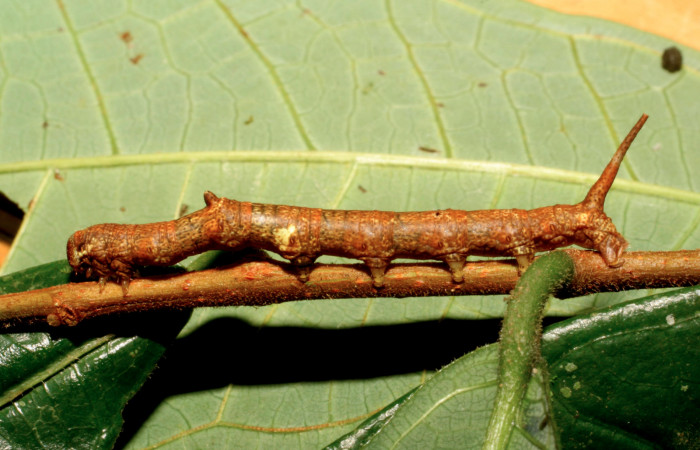 Fig. 2.  Larva de <i>Colla coelestis</i> (Bombycidae), comiendo <i>Brosimum guianense</i> (Moraceae). Voucher: 08-SRNP-65981-DHJ446981.