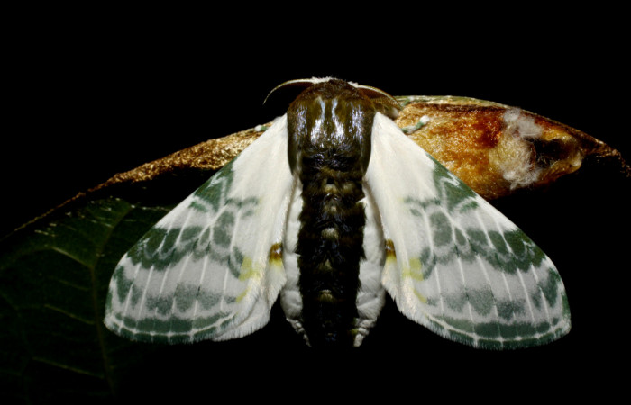 Fig. 17. Adulto de <i>Colla rhodope</i> (Bombycidae), vista dorsal posando en estado natural. Voucher: 10-SRNP-12977-DHJ475164.