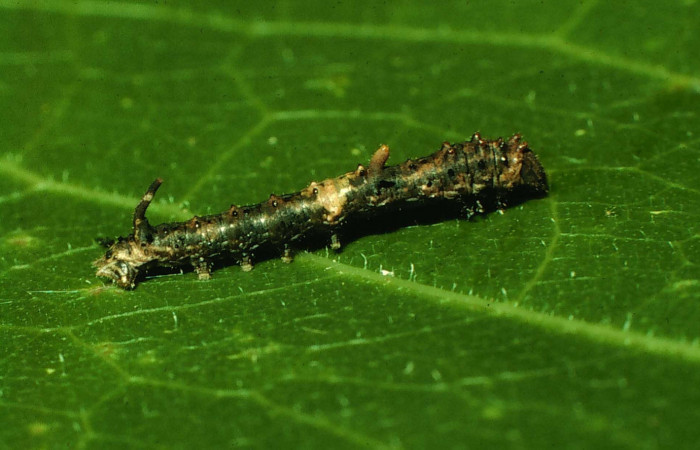 Fig. 3. Vista del cuerno posterior en larva de <i>Colla rhodope</i>
(Bombycidae), comiendo <i>Ficus cotinifolia</i> (Moraceae). Voucher: 07-SRNP-13860-DHJ421192.