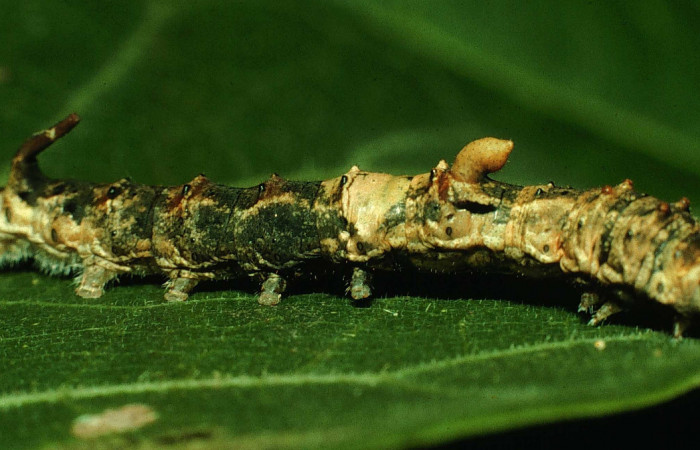 Fig. 7. Larva de <i>Colla rhodope</i> (Bombycidae), comiendo <i>Ficus cornifolia</i> (Moraceae). Voucher: 97-SRNP-2587.02-DHJ41962.