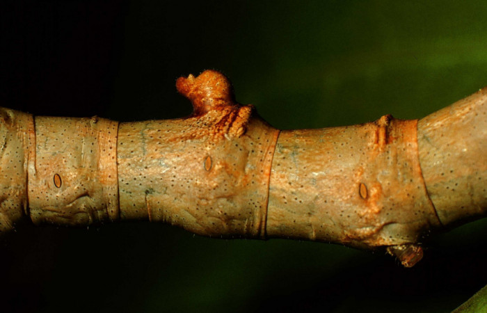 Fig. 5. Detalle de cuerno posterior a su cabeza sobre su dorso <i>Colla rhodope</i> (Bombycidae), comiendo Ficus crocata (introducido). (Moraceae). Voucher: 98-SRNP-10587-DHJ47200.