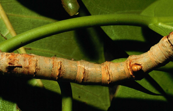 Fig. 8. Vista dorsal de larva <i>Colla rhodope</i> (Bombycidae), comiendo <i>Ficus crocata</i> (introducido). (Moraceae). Voucher: 98-SRNP-10587-DHJ47208.