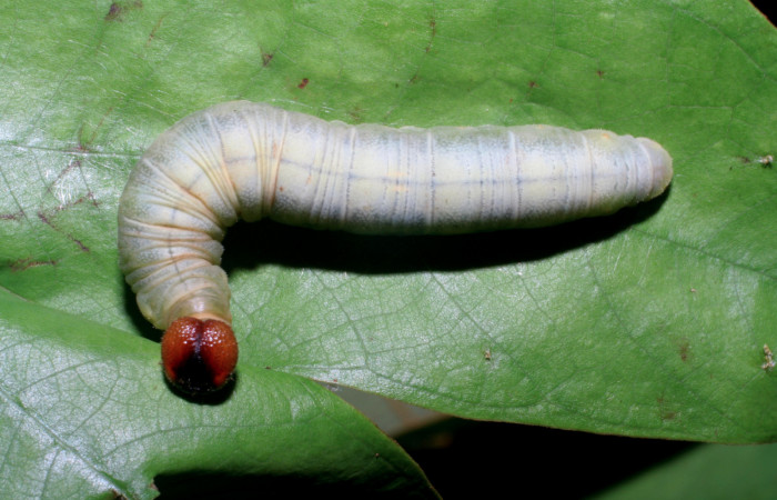 Figura 9. Larva <i>Aguna asander</i>, Hesperiidae, vista dorsal. (06-SRNP-56548-DHJ415115).
